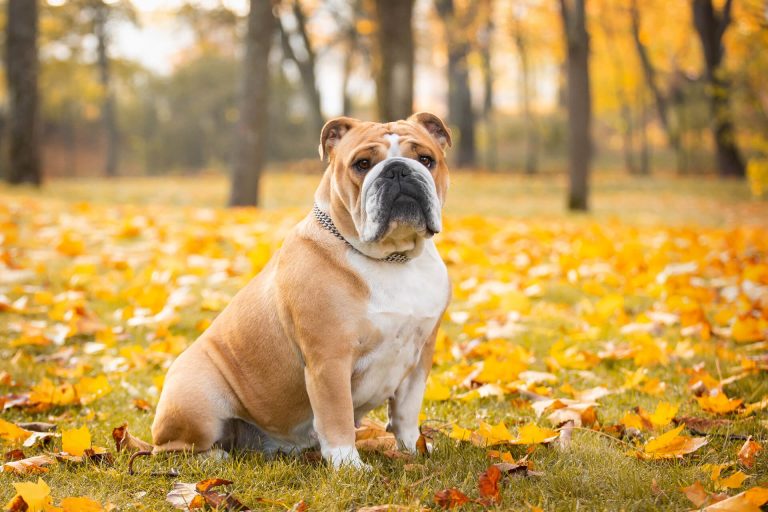 Englische Bulldoggen in meiner Nähe – So finden Sie seriöse Anbieter und Züchter