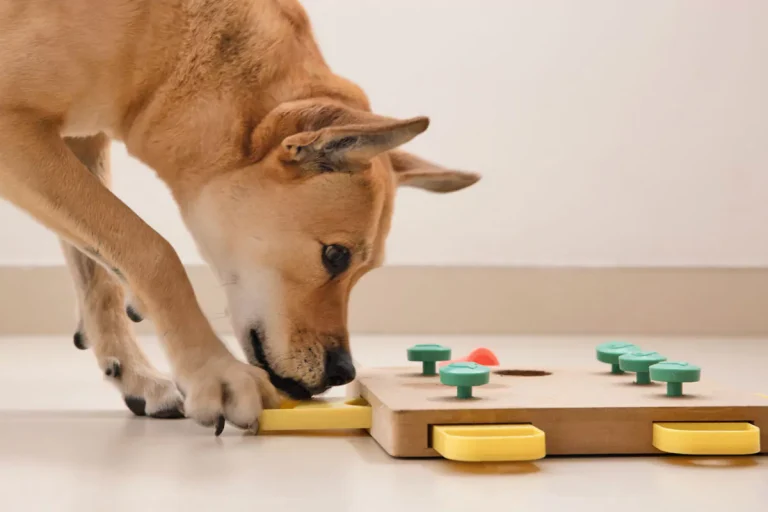 Hundespielzeug Intelligenz: So fördern Sie die geistige Fitness Ihres Hundes