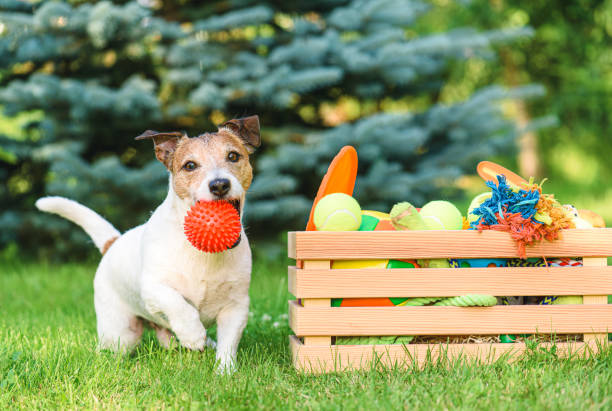 Thermoplastische Elastomere für Hundespielzeuge: Eigenschaften und Einsatzbereiche