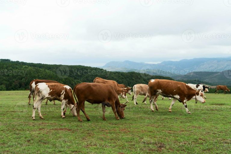 Hereford Rinder und hochwertiges Weidefleisch vom Hof